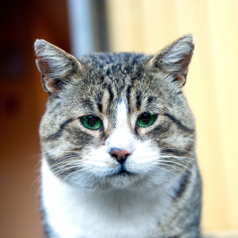 Grey Cat with Green Eyes on Garden Background Stock Photo - Image of ...