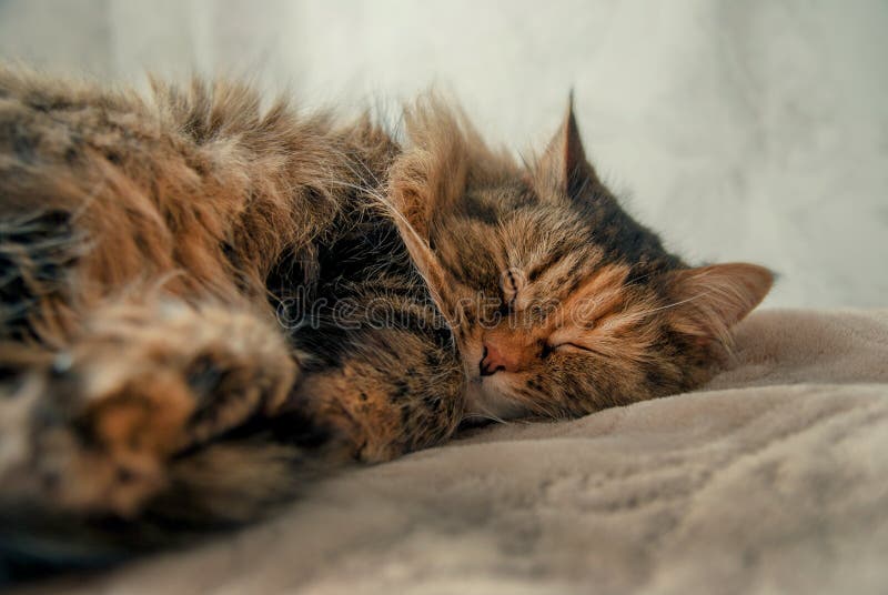 Grey Cat Lying mignonne au sommeil de lit images libres de droits Grey Cat Lying mignonne au sommeil de lit images libres de droits