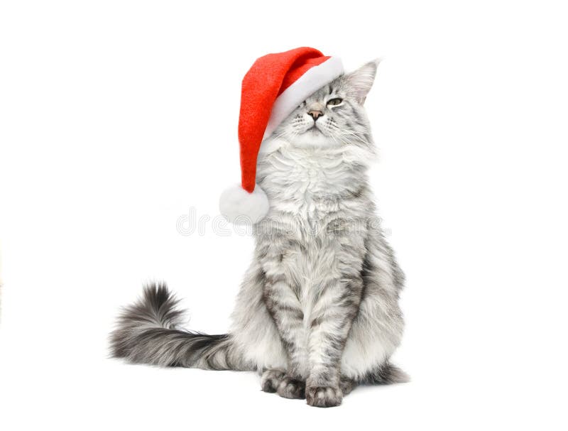 Grey Cat In Santa Christmas Red Hat Stock Image Image of hats, grey
