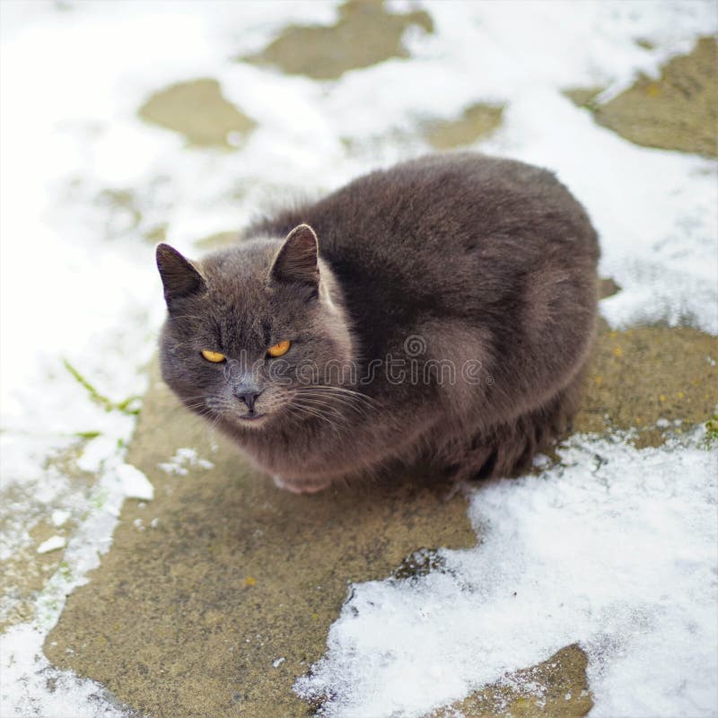 Grey Cat Sits on a Snowy Pavement Stock Photo Image of orange