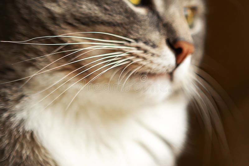 Grey cat whiskers