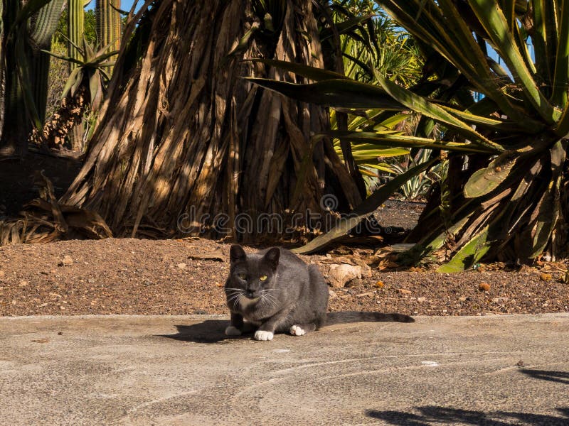 The GREY CAT with WHITE SHOES is LOOKING at YOU Stock Photo Image of