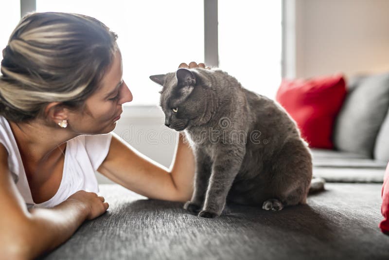 Nice Grey Cat with Woman on Sofa Stock Image Image of kitty, cute