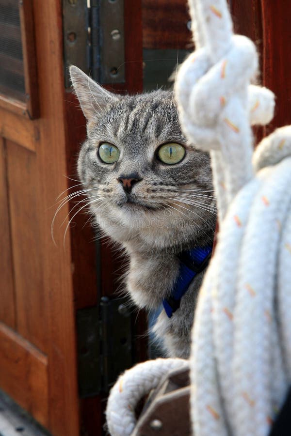 El pasajero gato sobre el cubierta de yate.