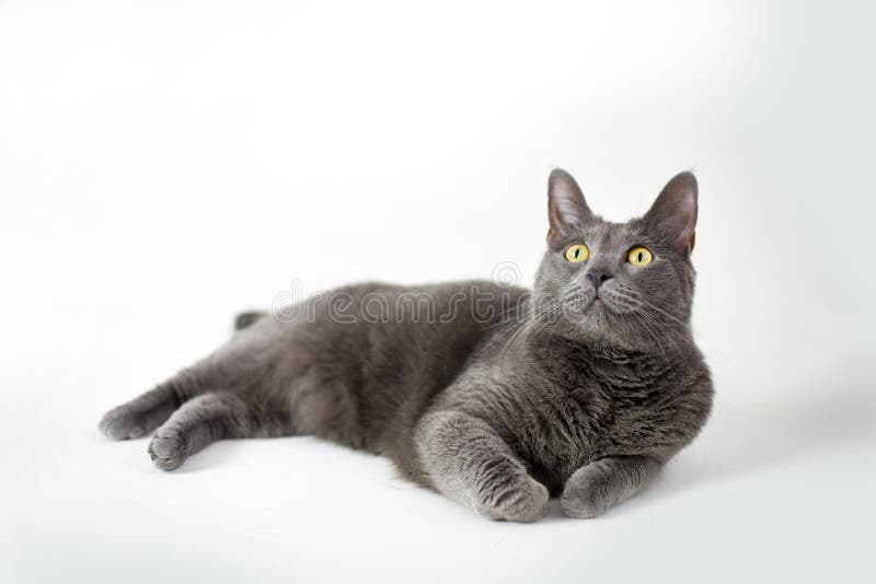 Grey Cat With Yellow Eyes Stock Photo Image Of Breed 127828476