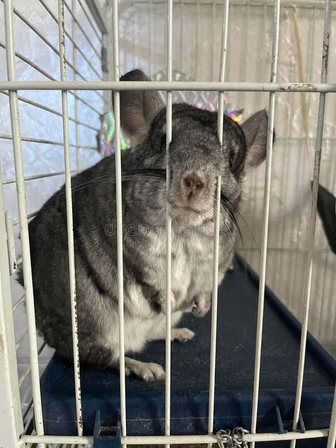 Grey Chinchilla at Home in a Cage Stock Image Image of looking, nose