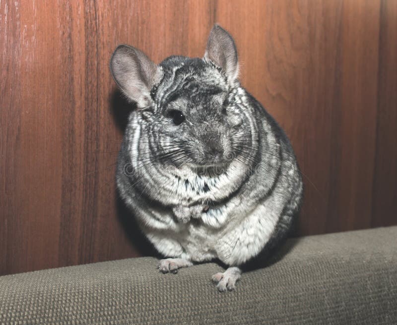 Cute Fluffy Grey Chinchilla is Sitting on the Beige Floor in the