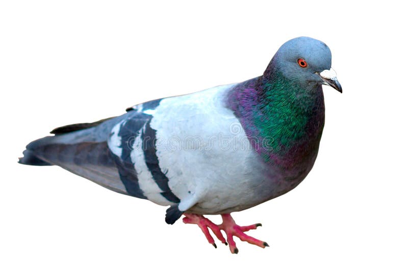 Grey city pigeon. Isolated on white background. Close up Grey doGrey city pigeon. Isolated on white background. Close up Grey dove