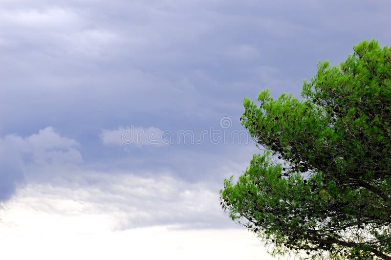Grey clouds and pine tree