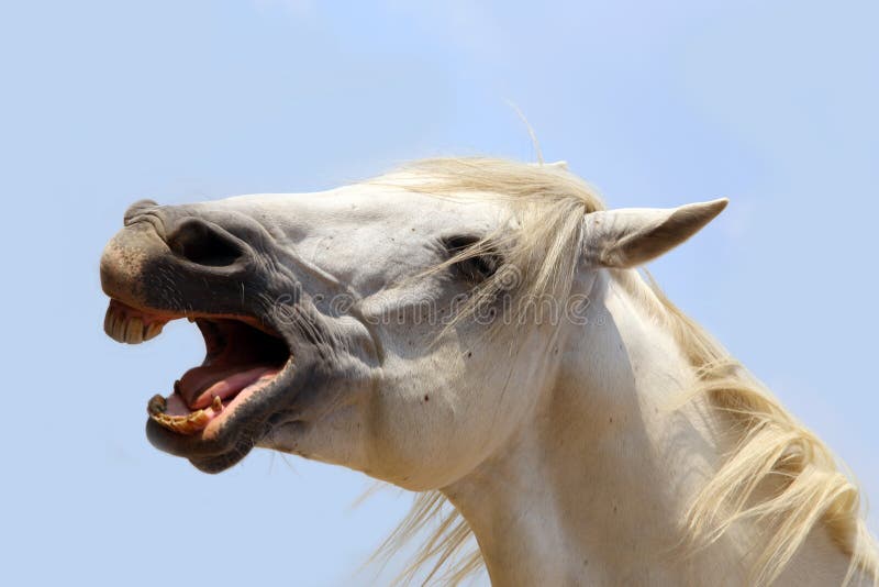 Laughing horse in a field on natural blue sky background