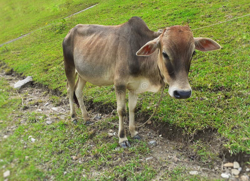 A grey cow with a rope on the neck standing on meadow. stock photos A grey cow with a rope on the neck standing on meadow. stock photos
