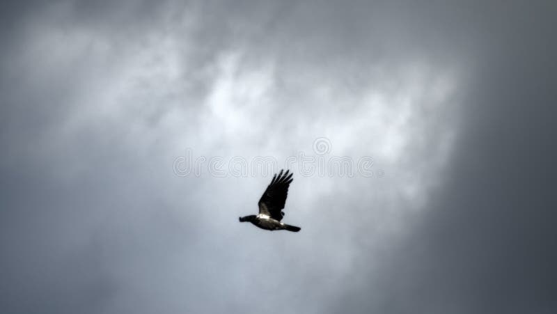 Grey Crow in Flight. Advanced Species of Commensal Animals Stock Photo - Image of singing, dependant: 184968576 Grey Crow in Flight. Advanced Species of Commensal Animals Stock Photo - Image of singing, dependant: 184968576