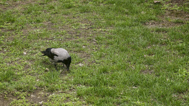 Grey crow on the grass eating a nut. Big large bird. Spring weather. royalty free stock photo