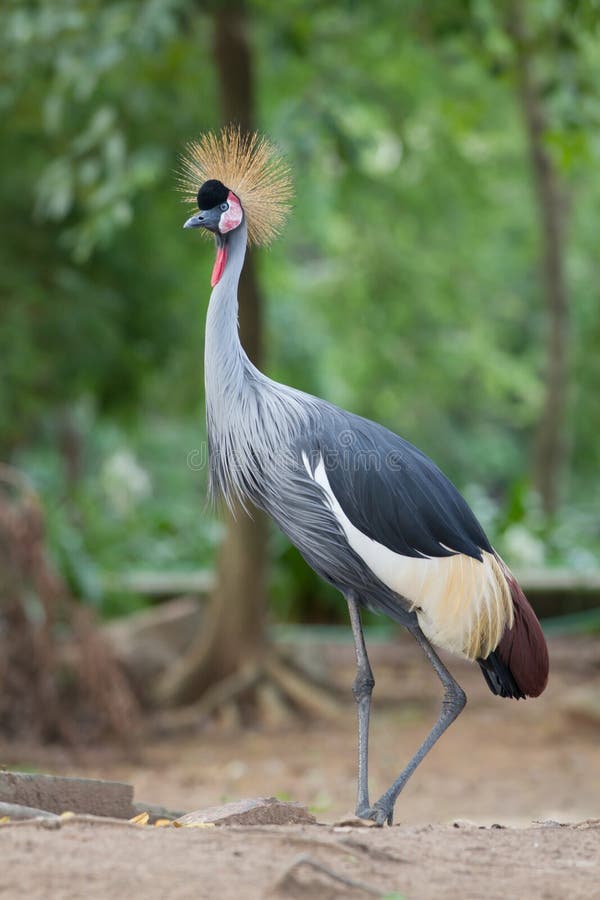 Grey Crowned Crane