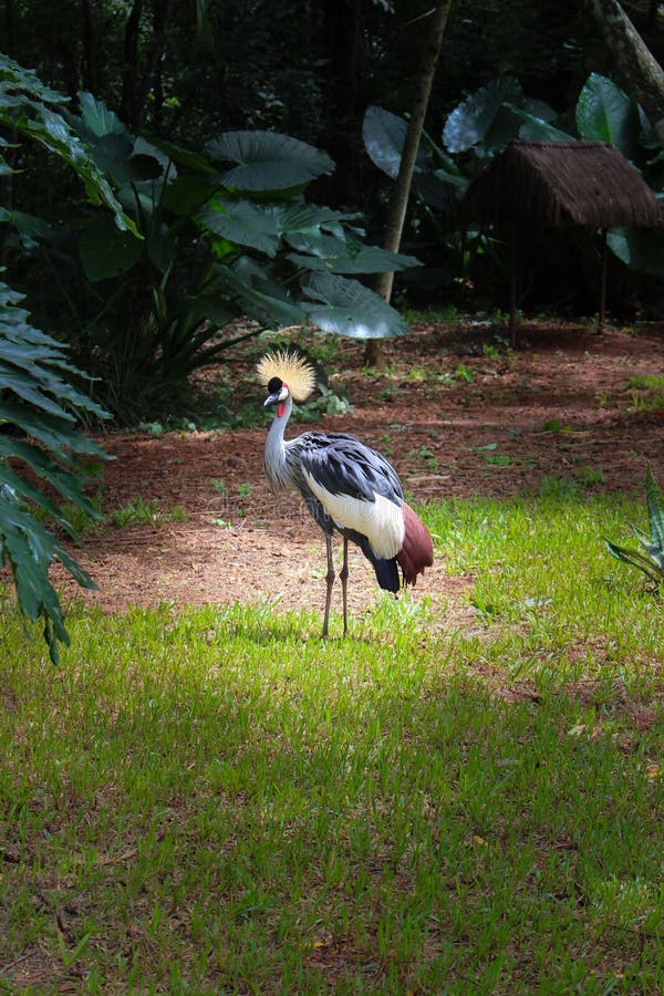 Grey Crowned Crane avec la couronne crêtée photographie stock libre de droits Grey Crowned Crane avec la couronne crêtée photographie stock libre de droits