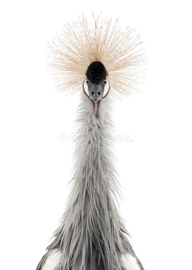 Grey Crowned Crane - Balearica regulorum (18 month