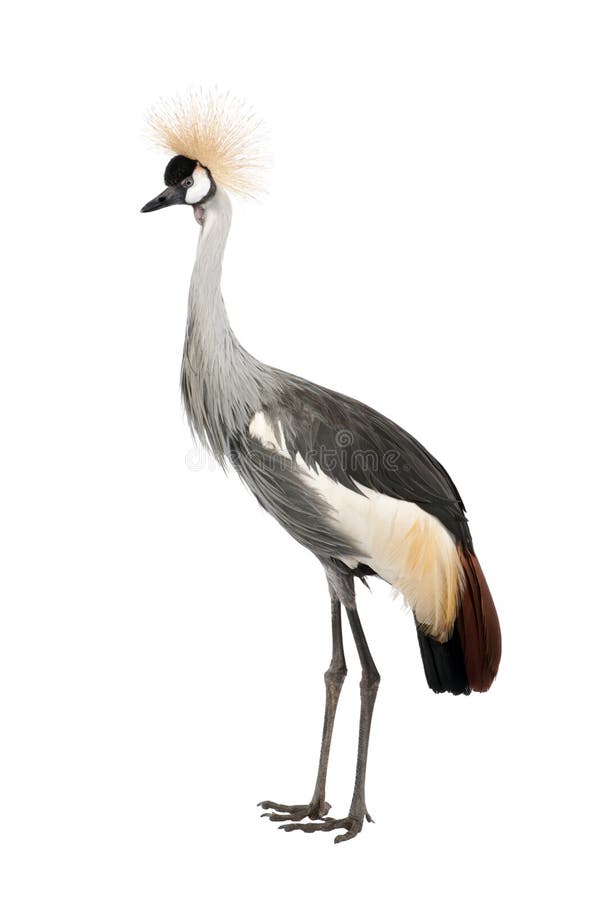 Grey Crowned Crane - Balearica regulorum (18 month