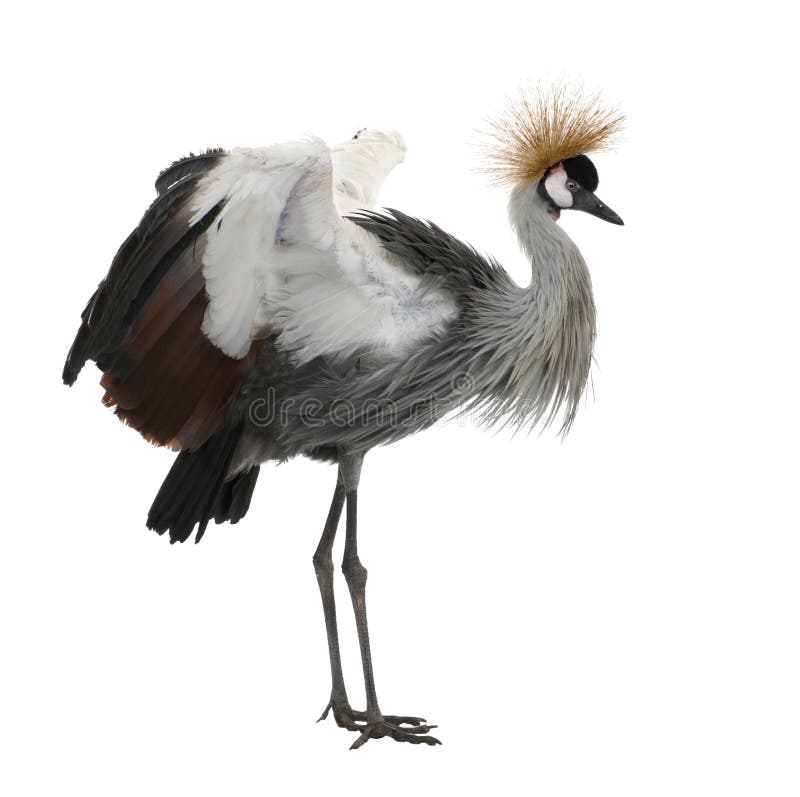 Grey Crowned Crane - Balearica regulorum (18 month