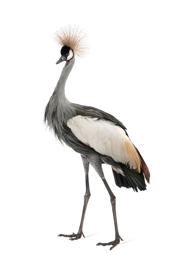 Grey Crowned Crane - Balearica regulorum (18 month