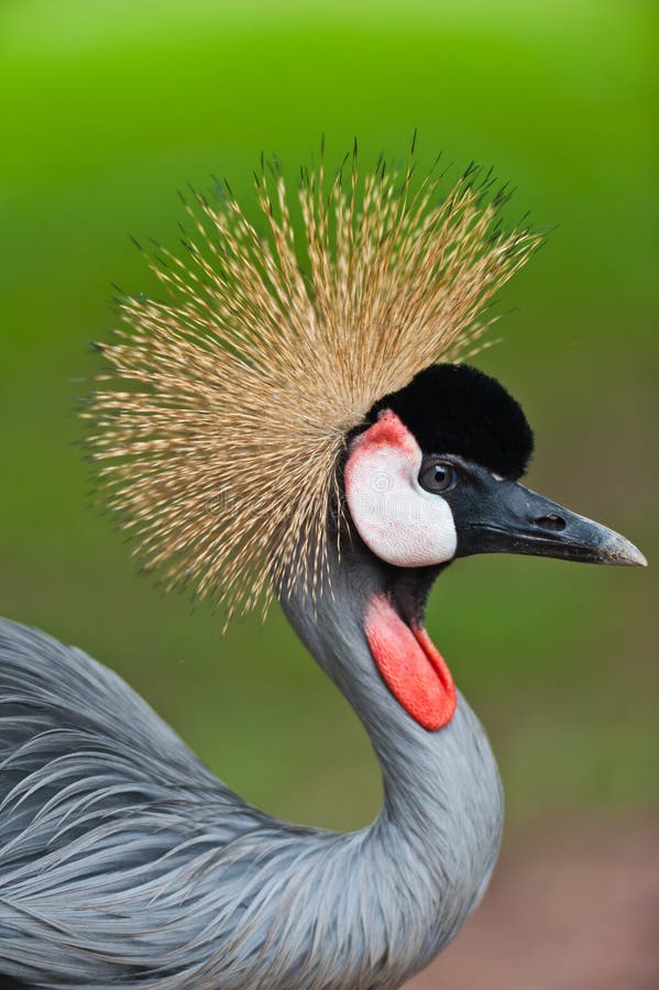 Grey Crowned Crane (Balearica regulorum)