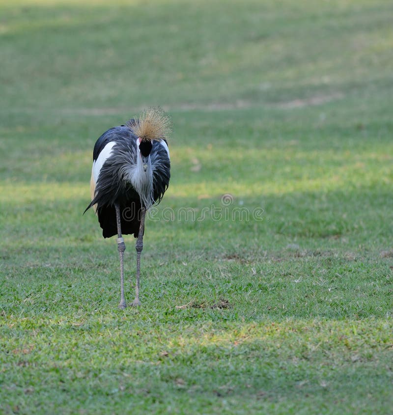 Grey Crowned Crane (Balearica-regulorum) lizenzfreie stockfotos Grey Crowned Crane (Balearica-regulorum) lizenzfreie stockfotos