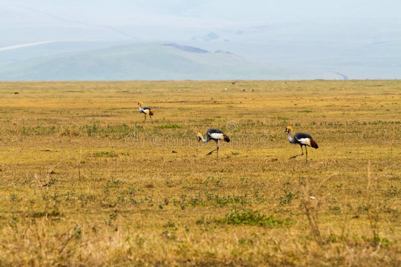 Grey crowned crane (Balearica regulorum) endangered birds