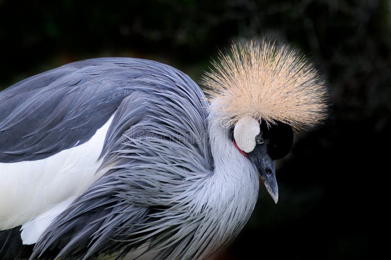 Grey Crowned Crane Balearica Regulorum Stock Image - Image of crowned, beak: 35622825 Grey Crowned Crane Balearica Regulorum Stock Image - Image of crowned, beak: 35622825