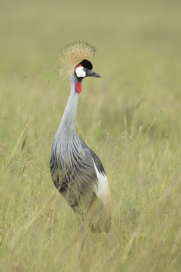 Grey Crowned crane (Balearica regulorum), Tanzania