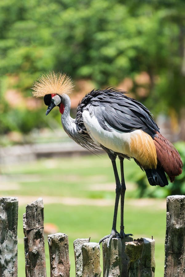 Grey Crowned Crane bird perched stock photos Grey Crowned Crane bird perched stock photos