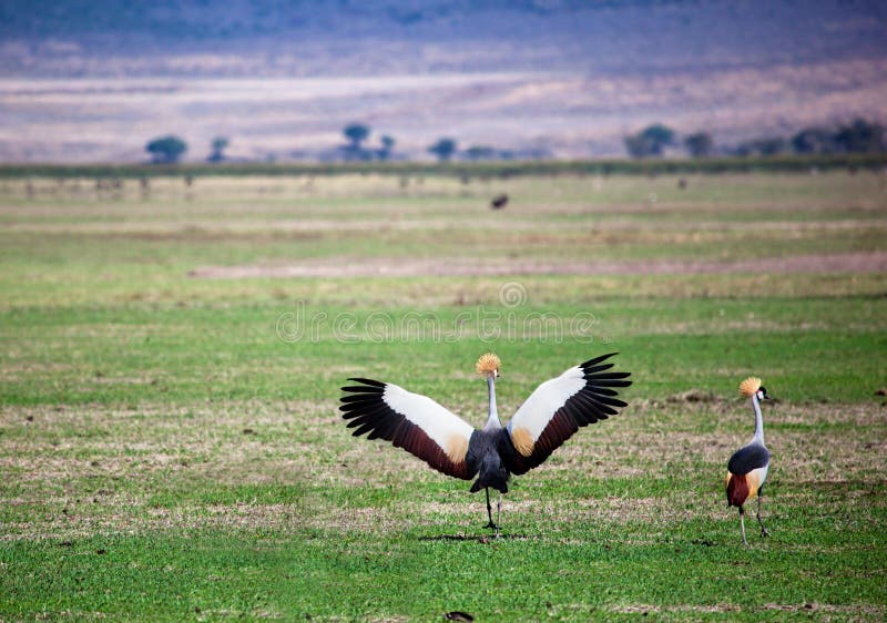 Grey Crowned Crane. The national bird of Uganda