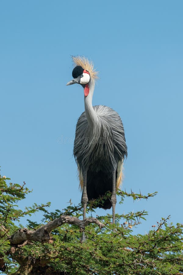 Grey crowned crane in thornbush turns head