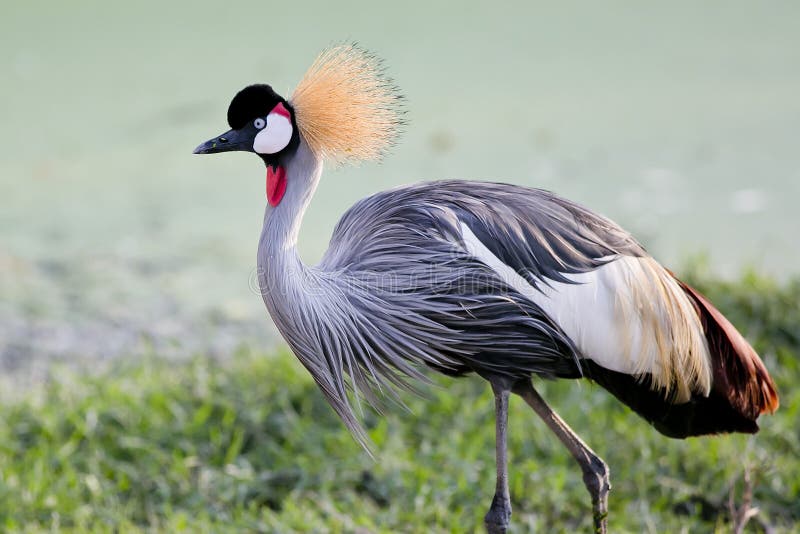 Grey Crowned Crane-Vogel im Regenwald