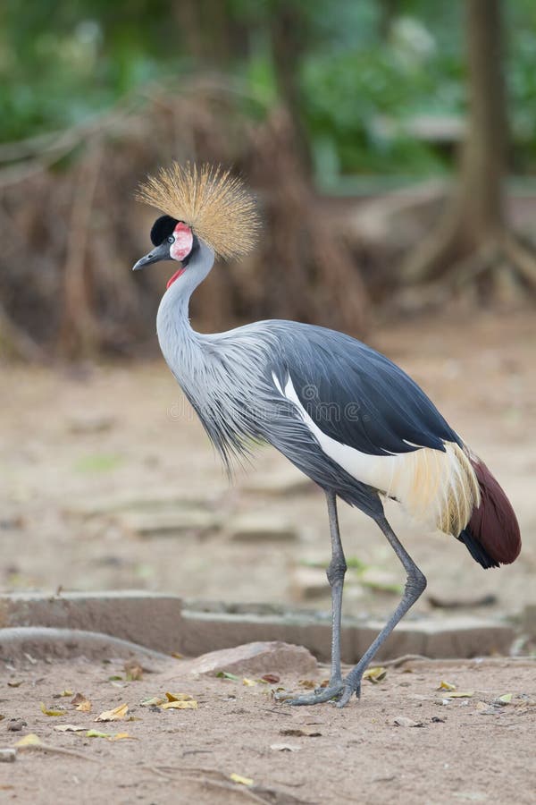 Grey Crowned Crane