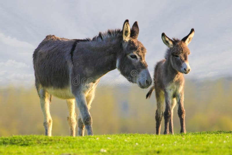 Cute baby donkey and mother on floral meadow stock image