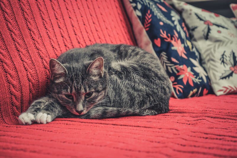 Grey Couch with Cushions, Knitted Plaid and Floor Lamp Stock Photo