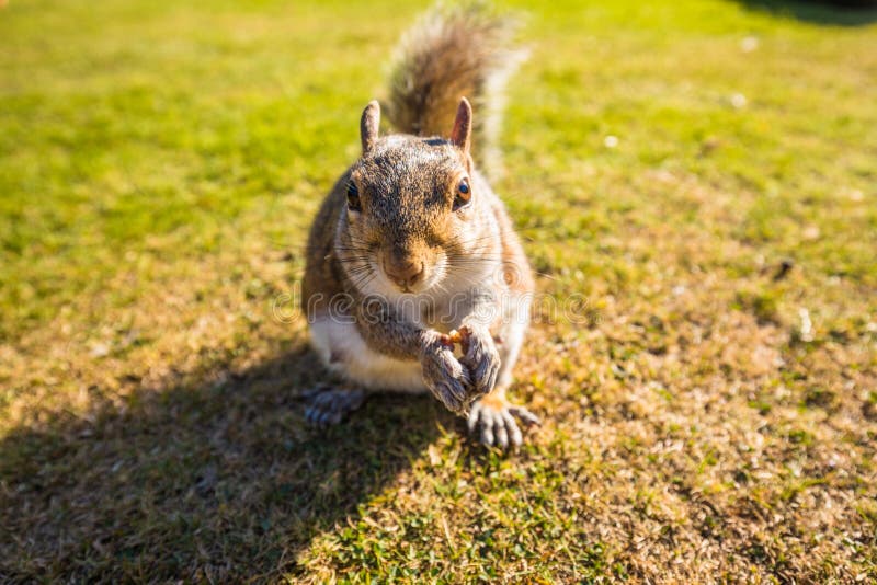 Grey Squirrel Eating a Nut on a Grass in the Park, London Stock Image