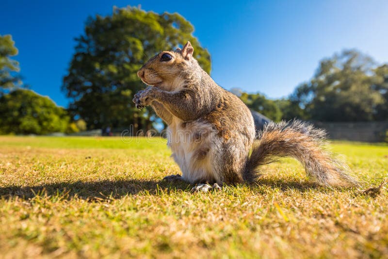 Grey Squirrel Eating a Nut on a Grass in the Park, London Stock Image