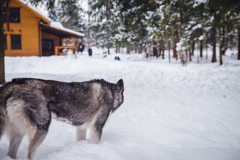 Grey dangerous wolf with big white teeth