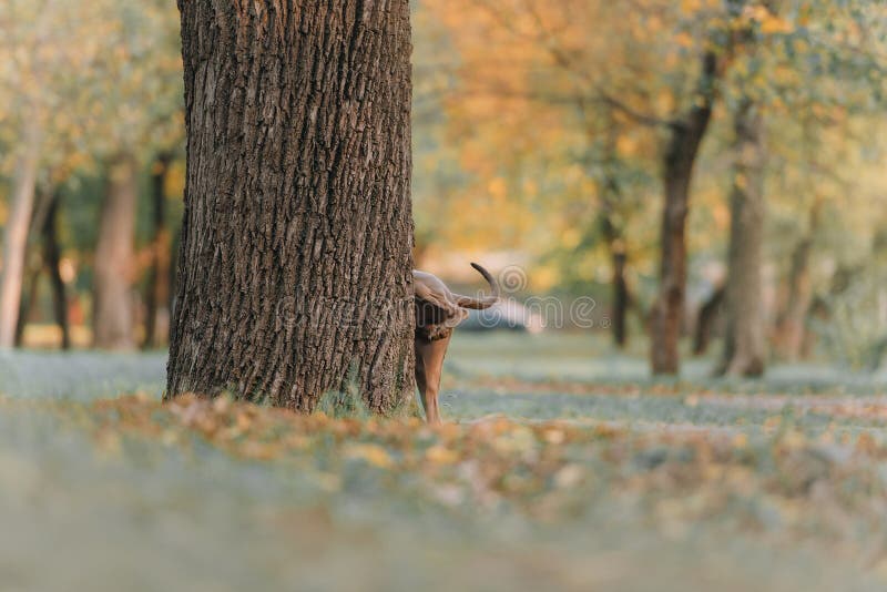 Grey dog pees on a tree in the park