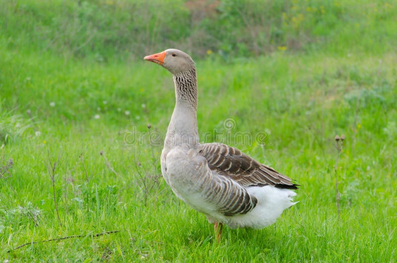 Grey domestic goose stock image. Image of domestic, lonesome 48775967