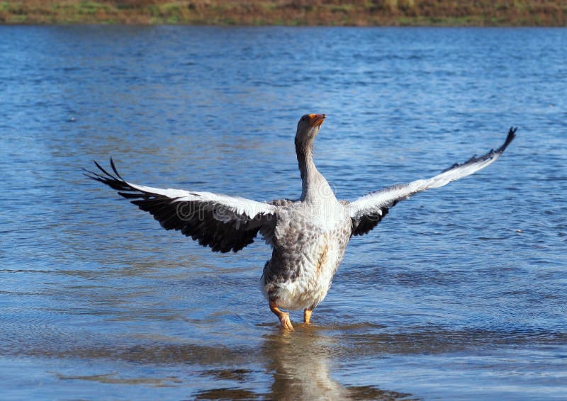 Grey domestic goose pulls wide spreading wings. In water