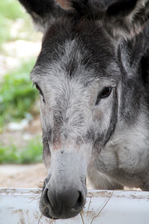 Donkey Natura Photos Free And Royalty Free Stock Photos From Dreamstime