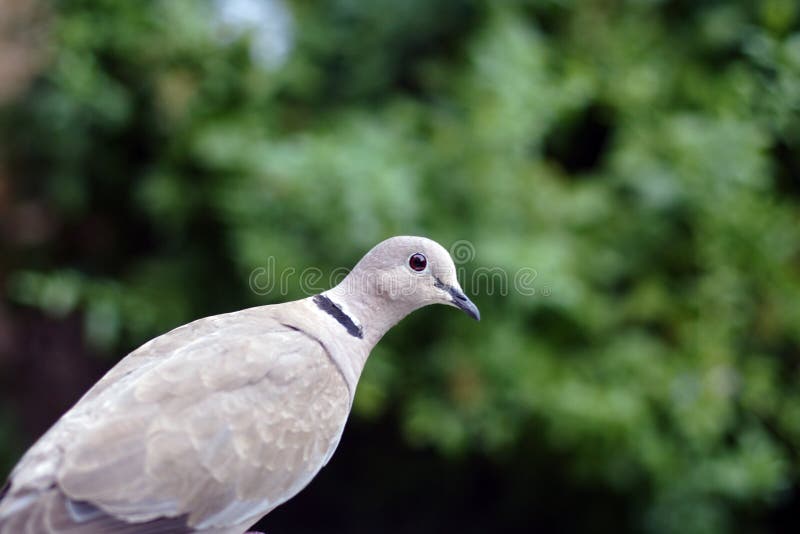 Grey dove stock image. Image of outdoors, balanced, foliage 1002245