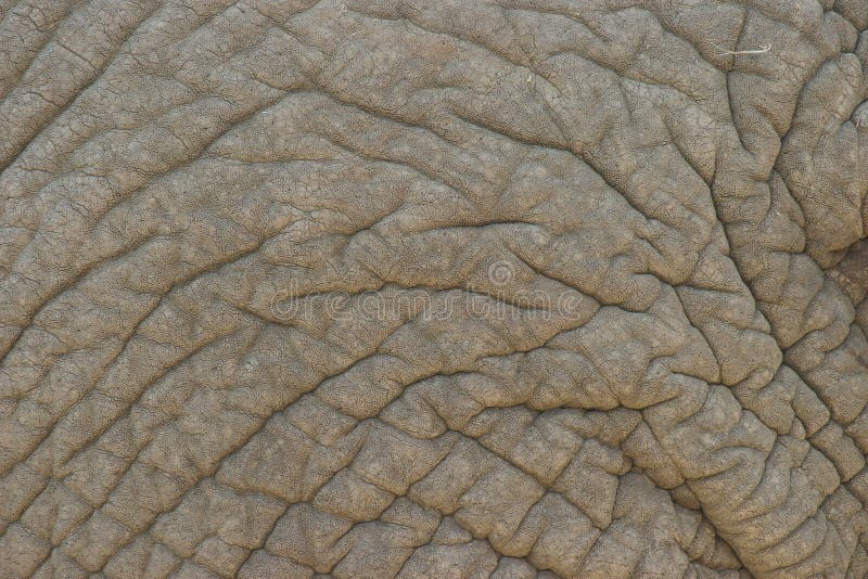 Grey Elephant Skin Picture. Image 3968000