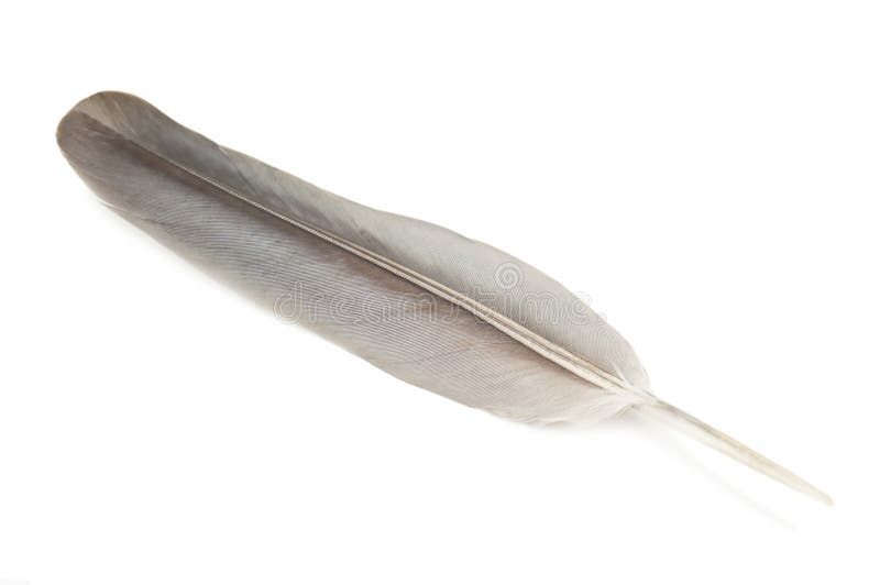 Grey feather stock photo. Image of element, candid, concepts 30795234