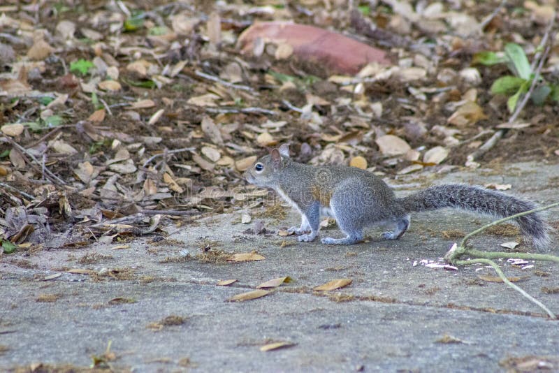 Grey florida squirrel stock photo. Image of outdoor 178072076