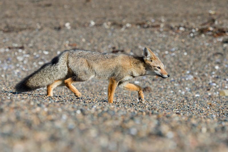 5,585 Grey Fox Stock Photos Free & RoyaltyFree Stock Photos from Dreamstime