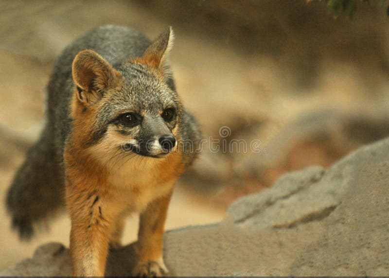Grey Fox bonito, curioso imagens de stock