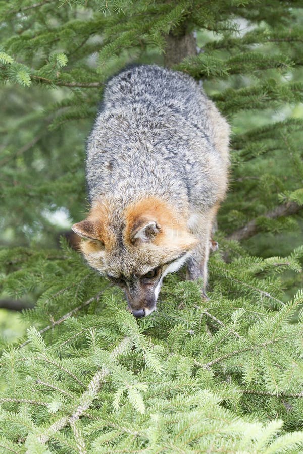 Grey Fox dans l'arbre photo libre de droits Grey Fox dans l'arbre photo libre de droits