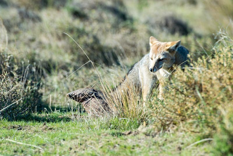 Grey Fox Hunting Armadillo On The Grass Stock Photo Image of gray, america 70537292
